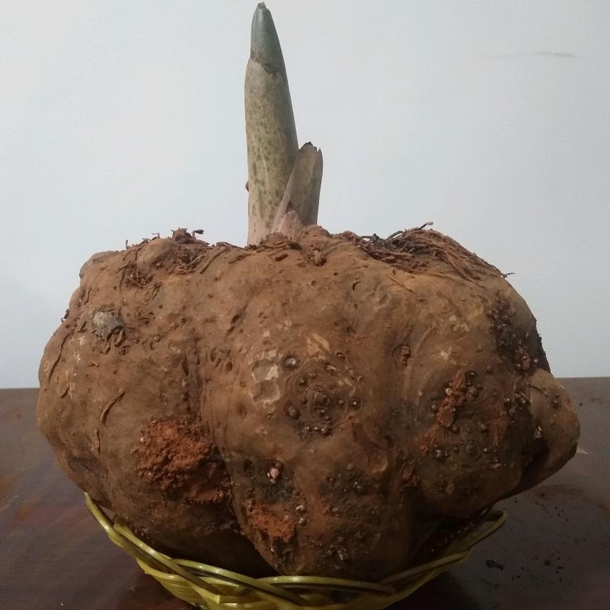 景盛     魔芋全产业链