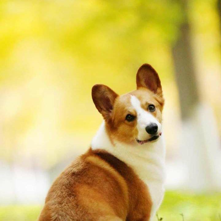 雨后会有彩虹的