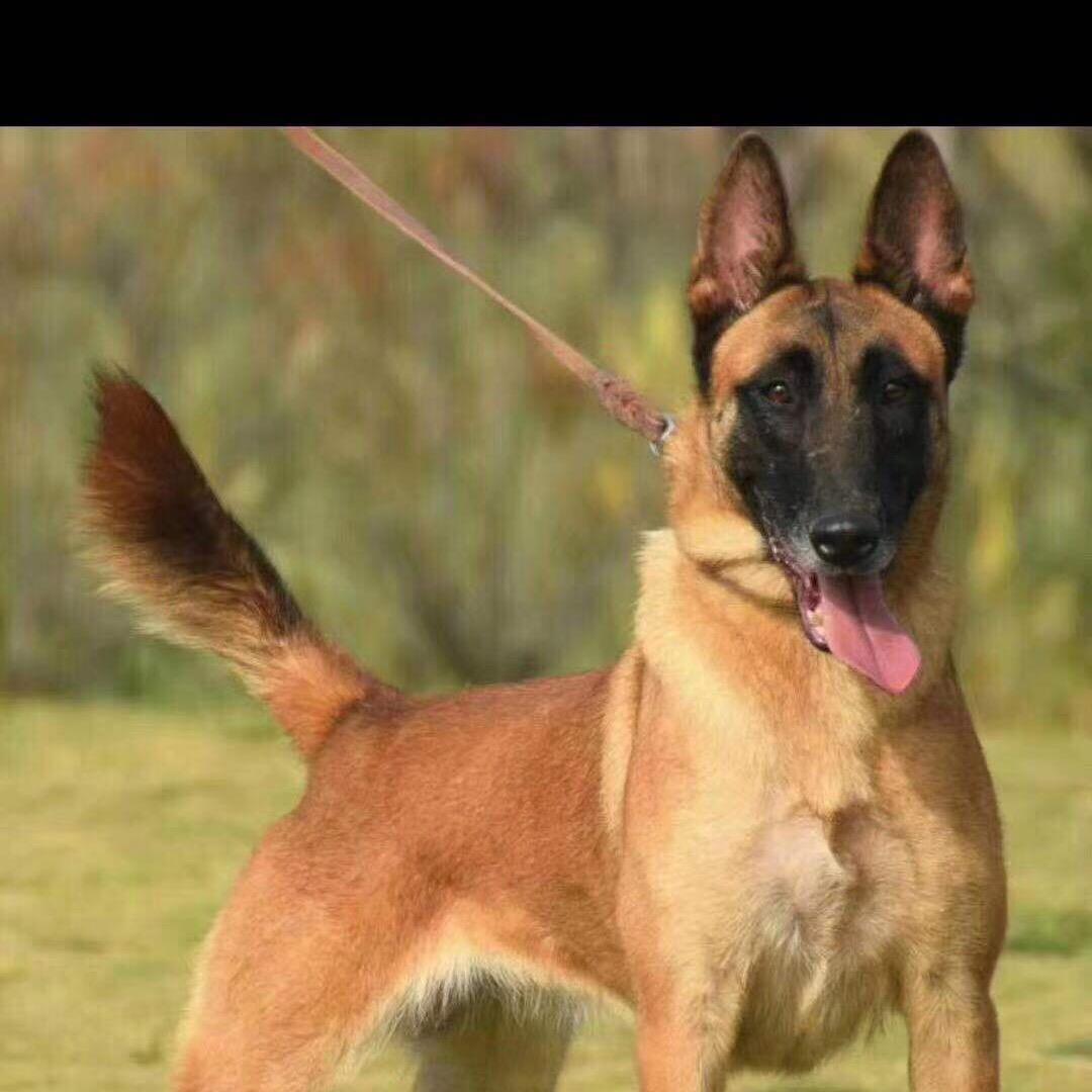 伟光爱犬