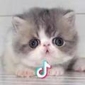 纯猫美舍（7ROUNDBABY）的扁脸猫