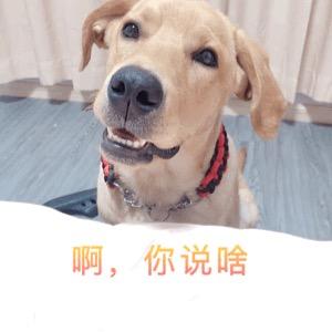 大壮大白