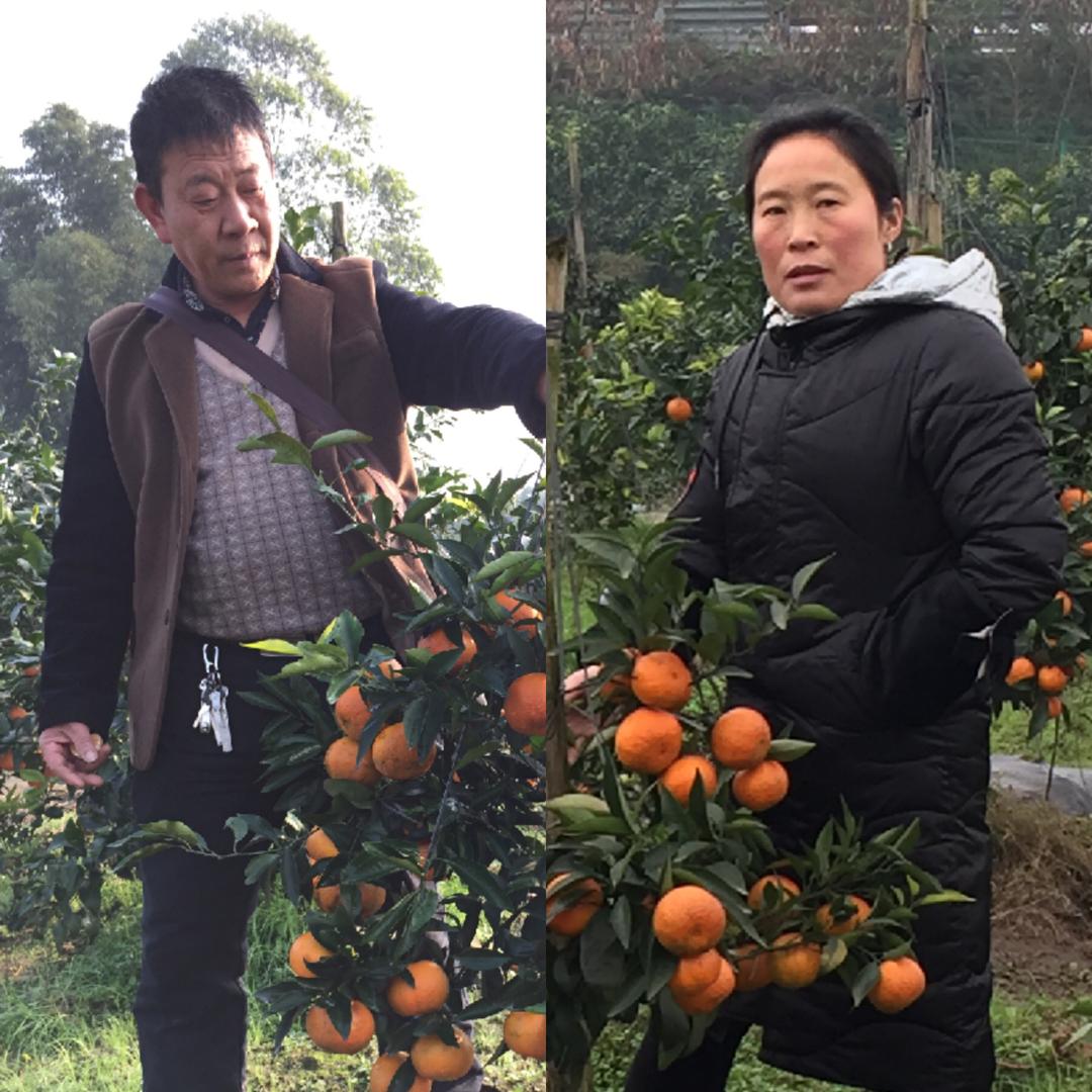 合江杨之奎柑桔苗木农场