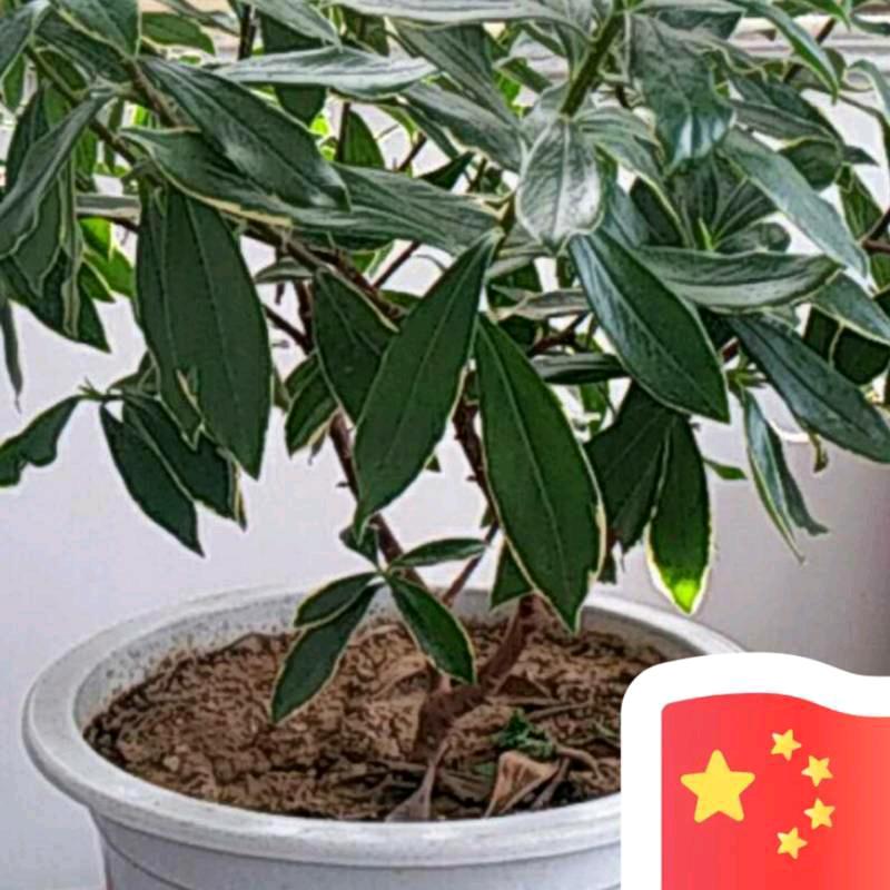 掌握做人