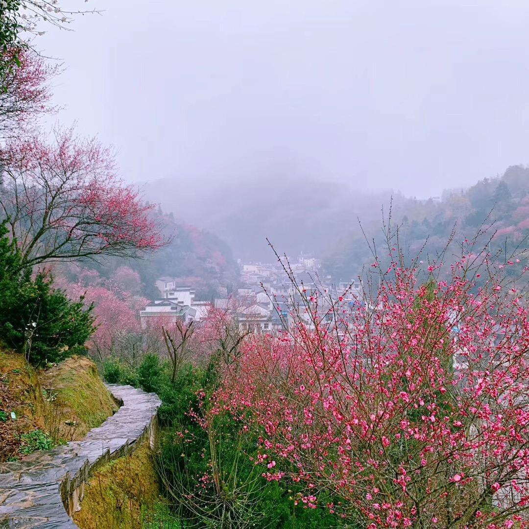 卖花渔村-小鱼家徽派盆景