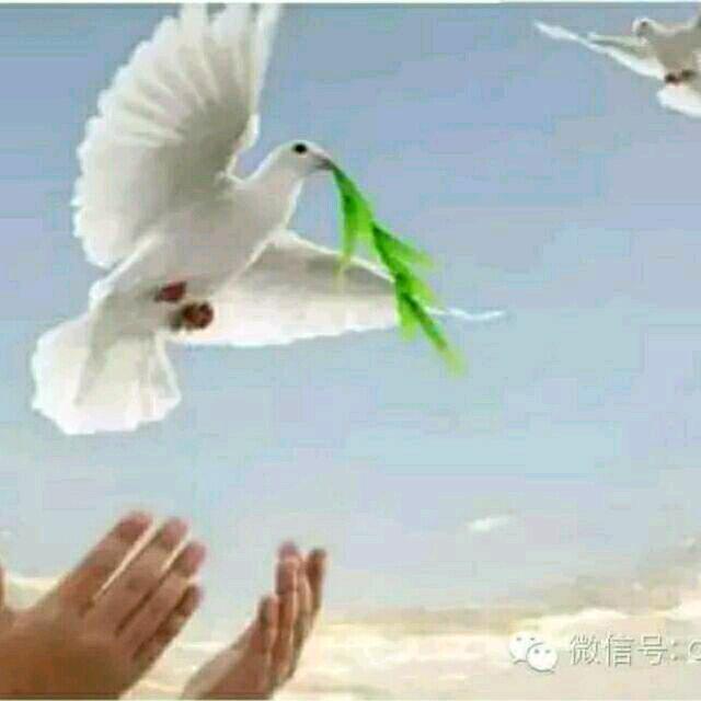 灵鸽