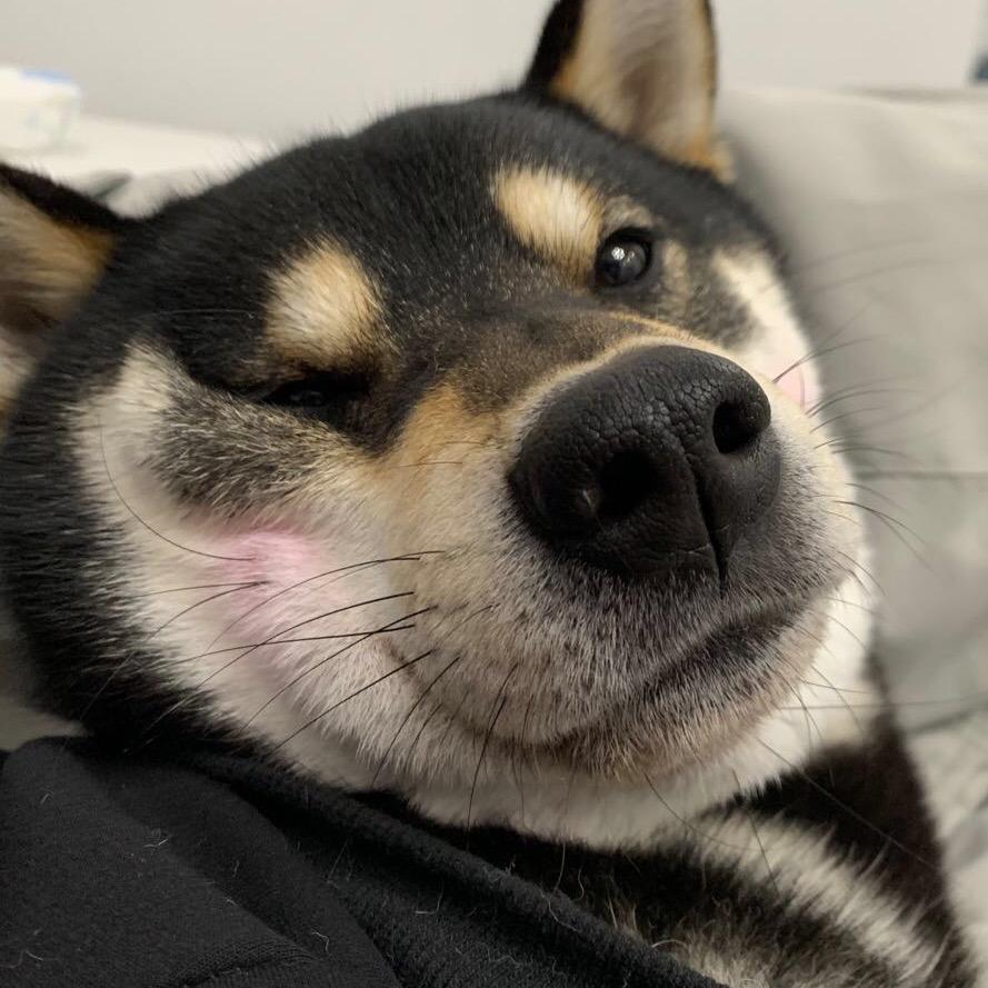 柴犬鸡排