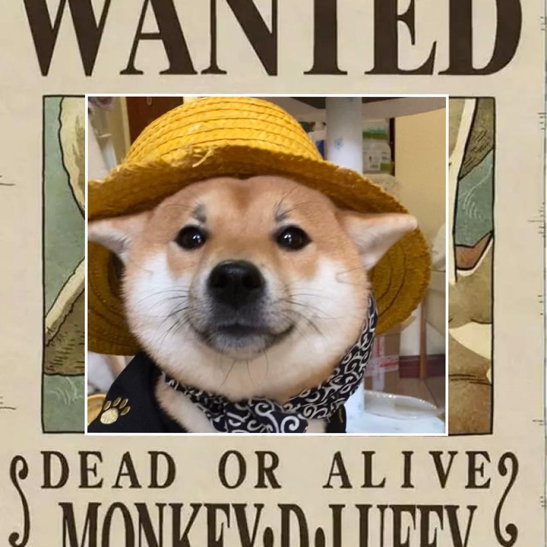 柴犬君