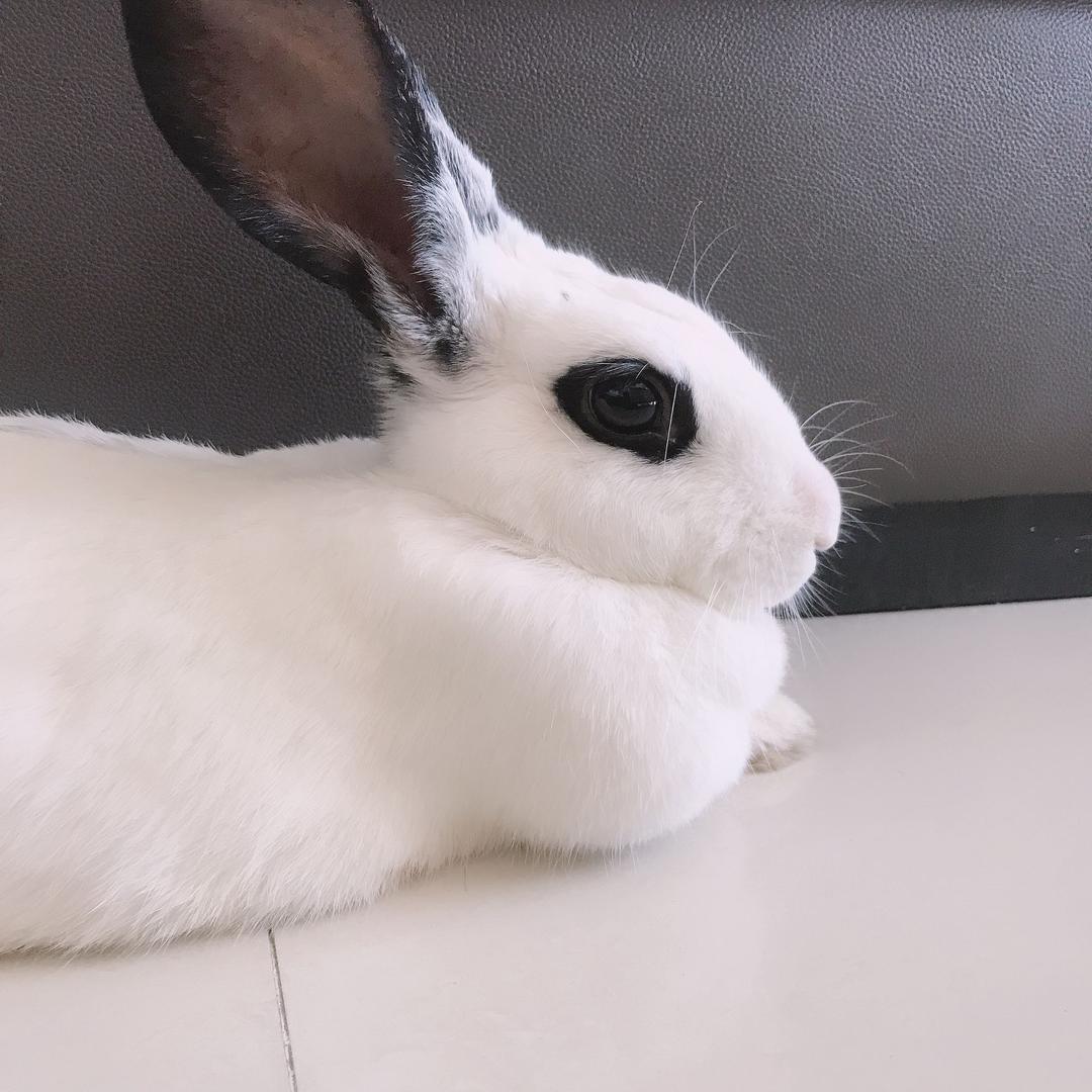 兔大白🐰