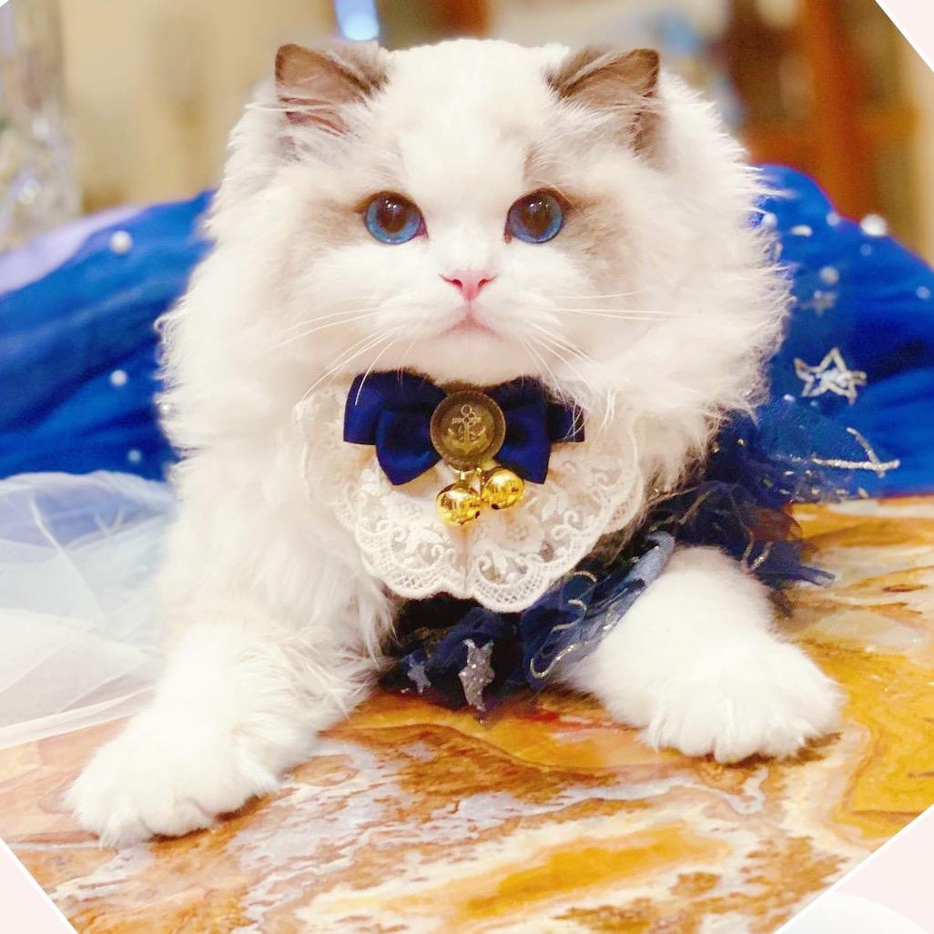 一只大MiuMiu