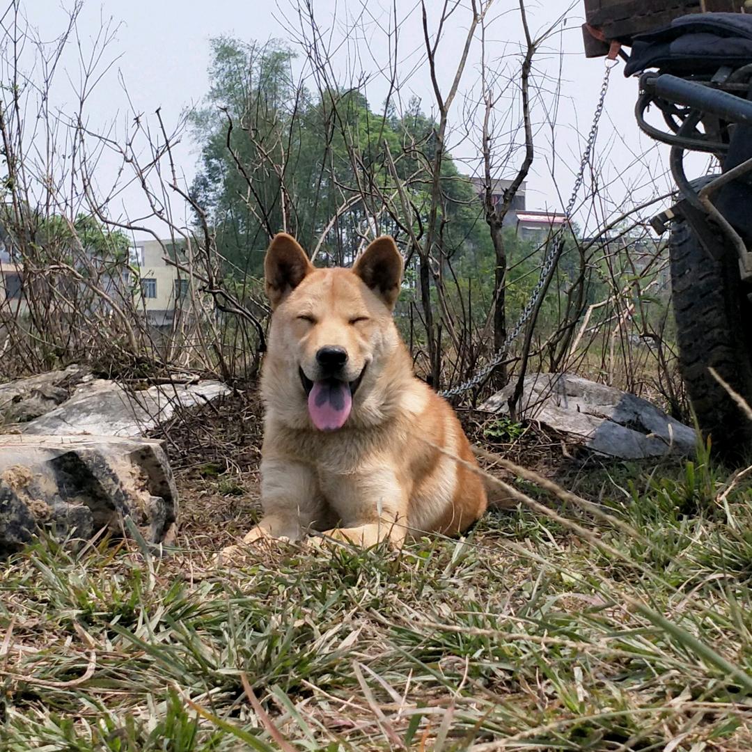 淘小土
