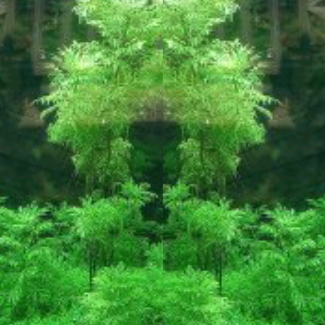 拾捌子