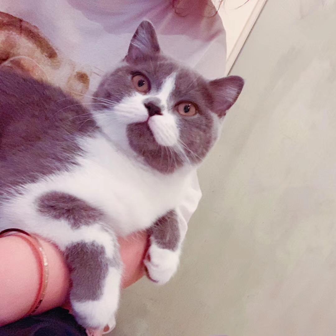 礼礼的猫～