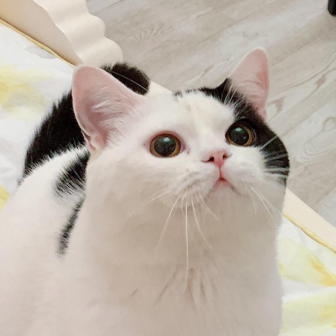爪爪小可爱