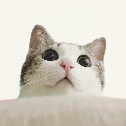 中华厨猫