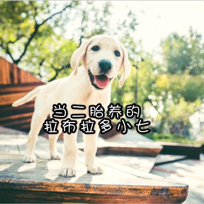当二胎养的 拉布拉多小七
