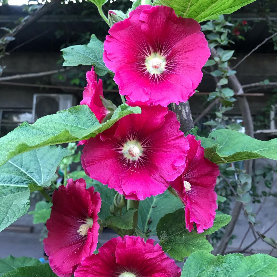 ༊এ᭄不必谁懂我ོꦿএ᭄