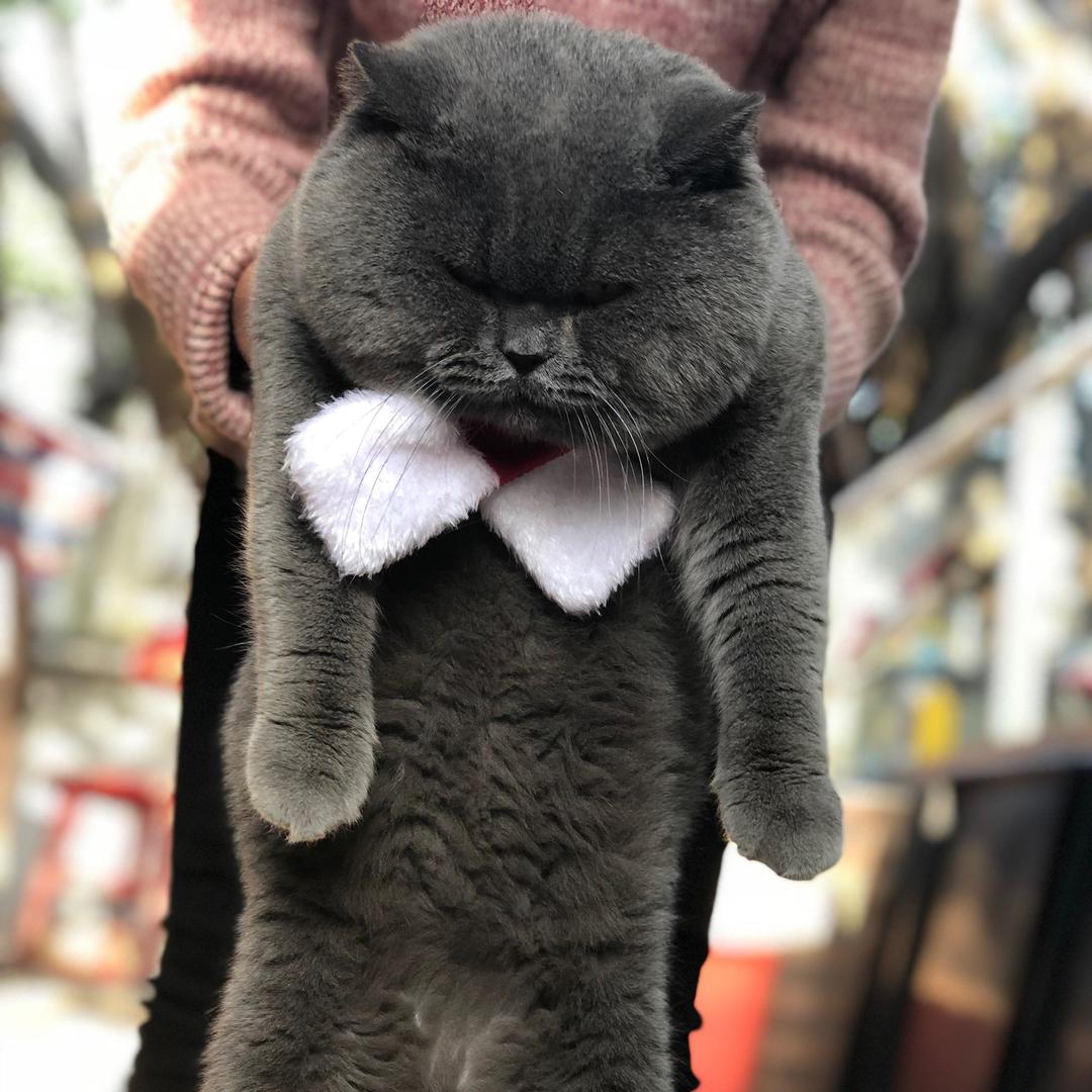 大脸猫大肥猫舍