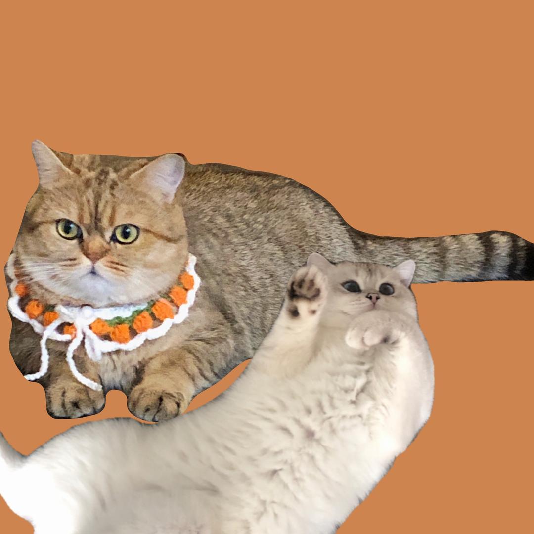 Rich和摩托托🐈