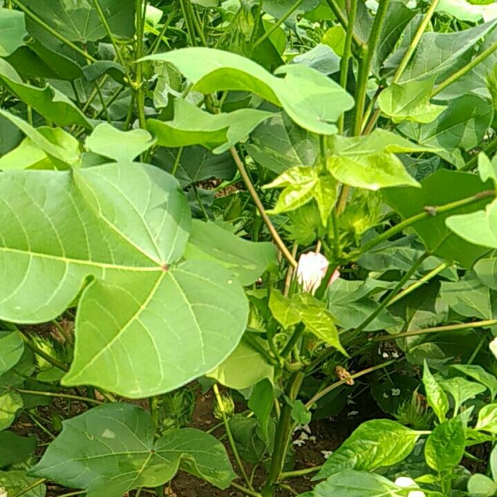 698**我是一颗花