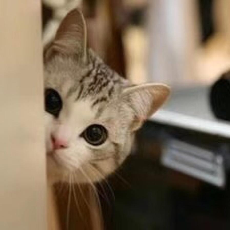猫哥