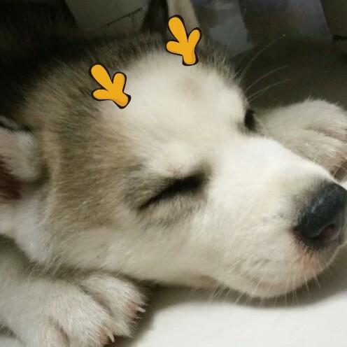 🐾淘淘是只哈士奇