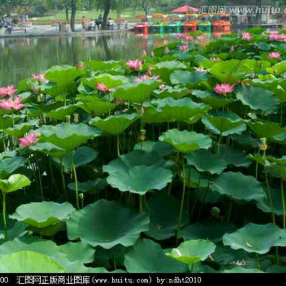 秦汉新城雨琴阁二手车经销商。