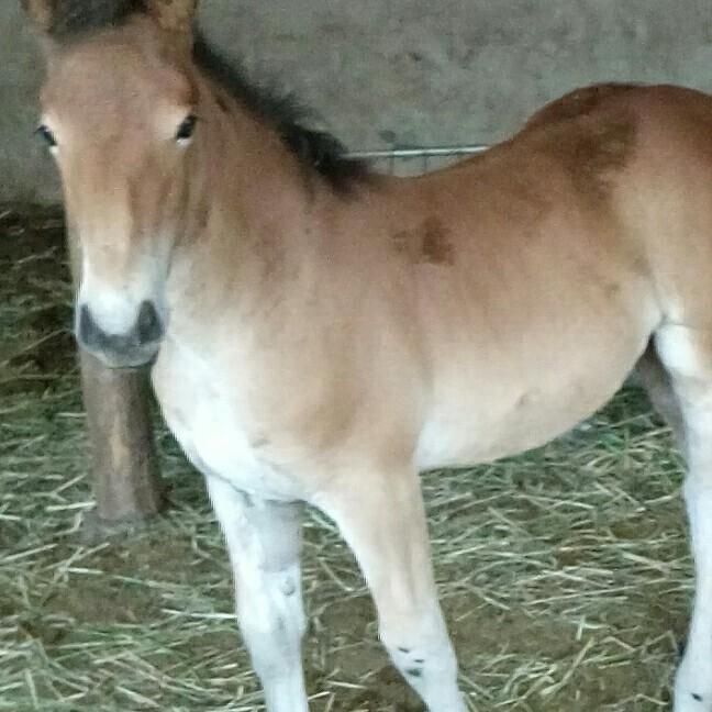 牧🐴马人草原梦
