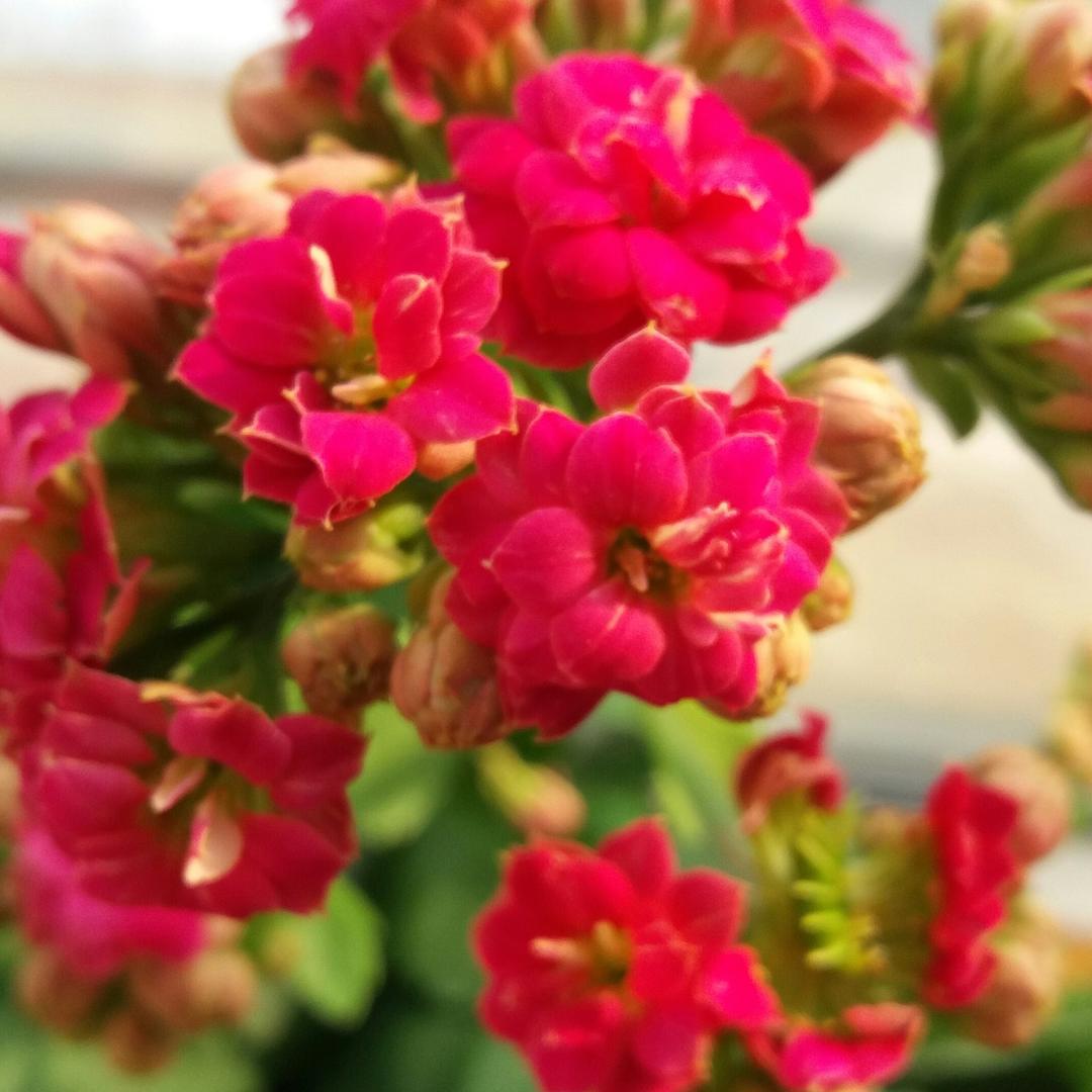 🍀顺利🍎🌸