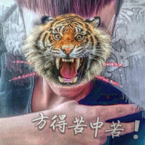 养猪牛13年