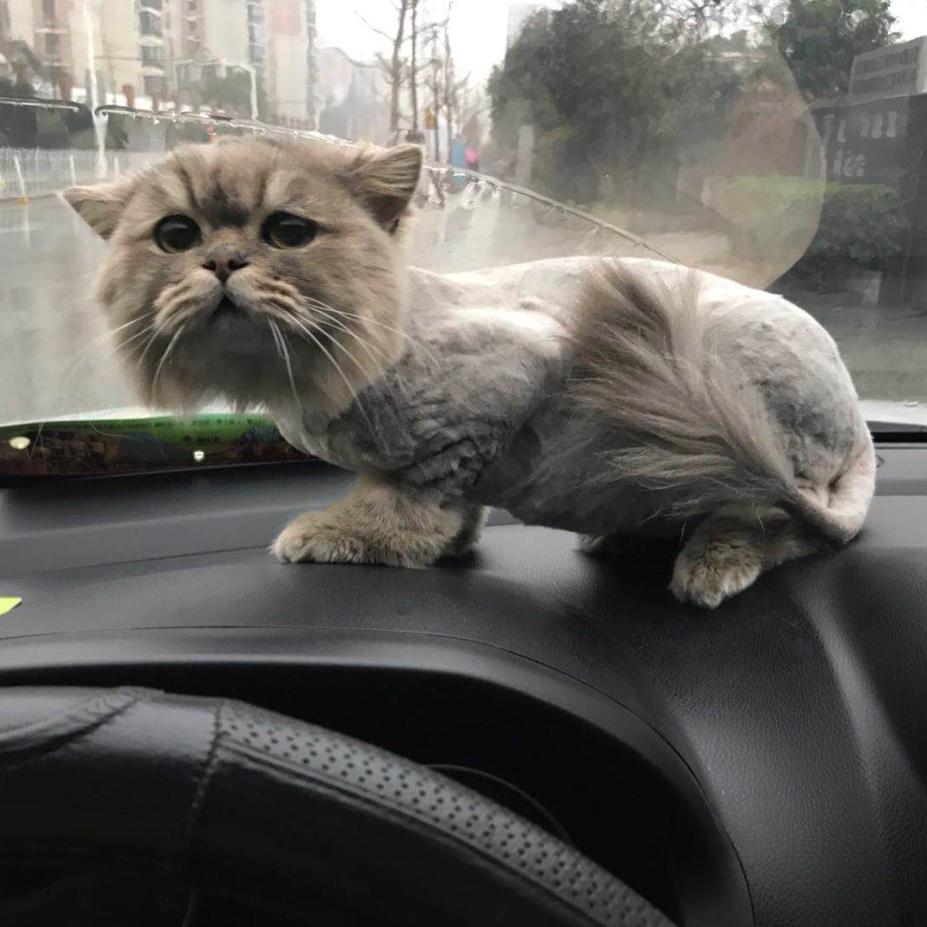 吃天大圣