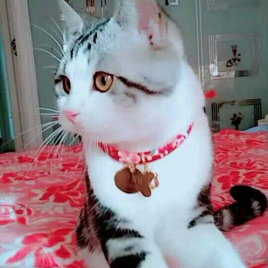 一朵云🌹🌹🌹✌