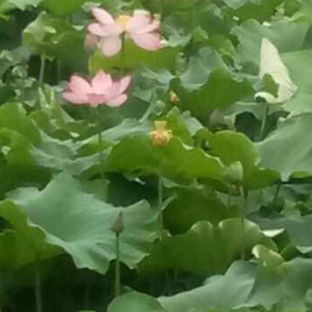 莲
