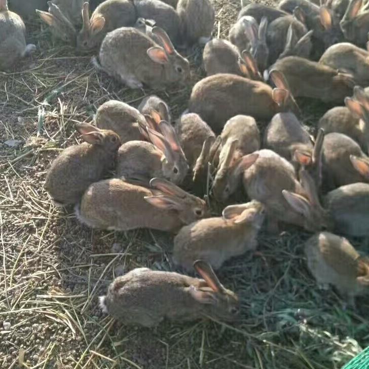 成兴生态养殖