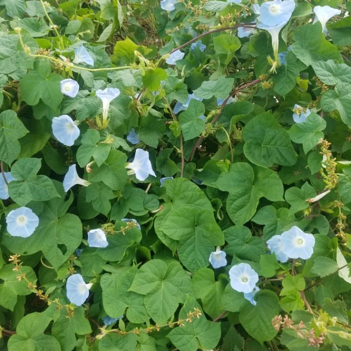 欧阳林枫
