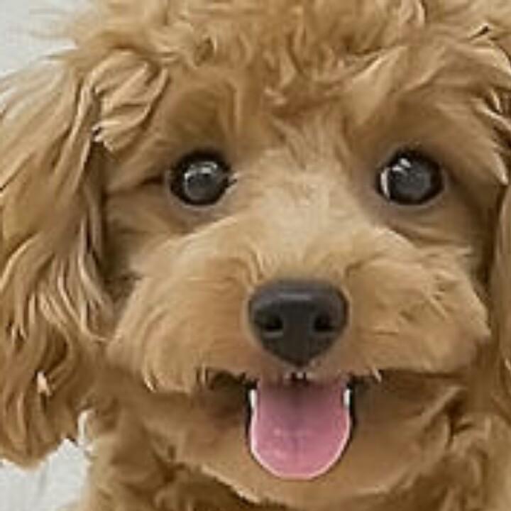 阿雅
