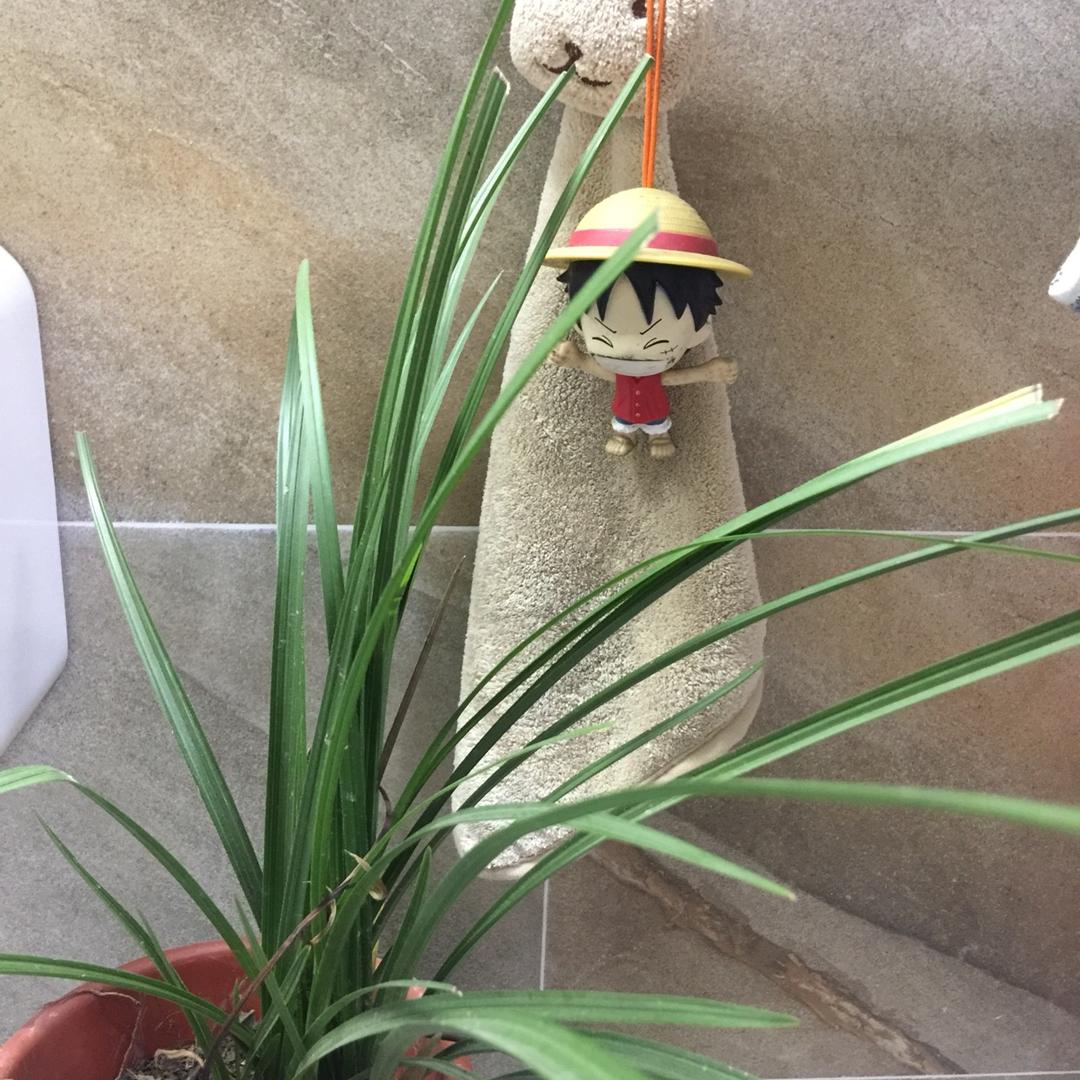 哈妹仔