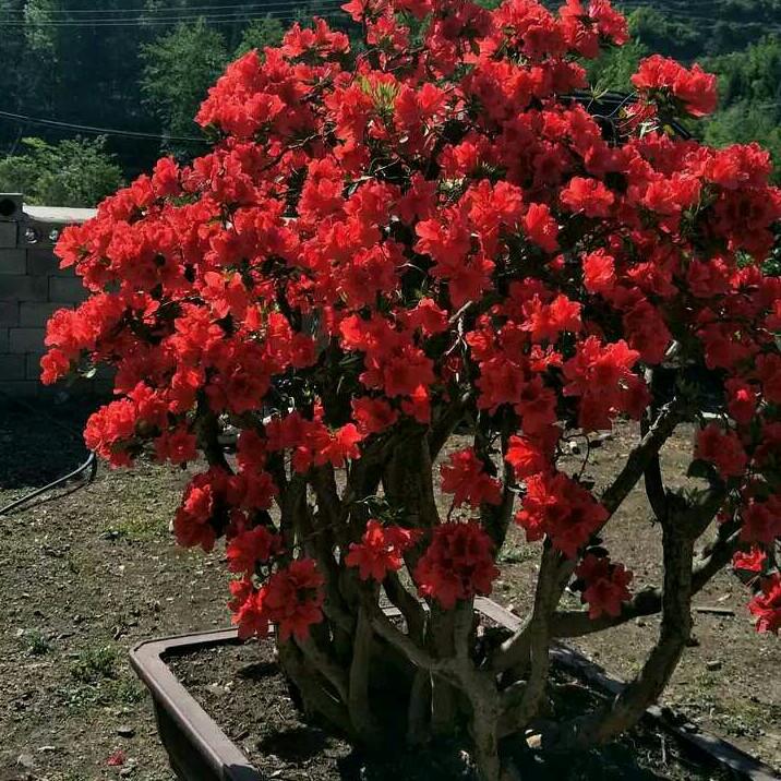 阿健花木盆景