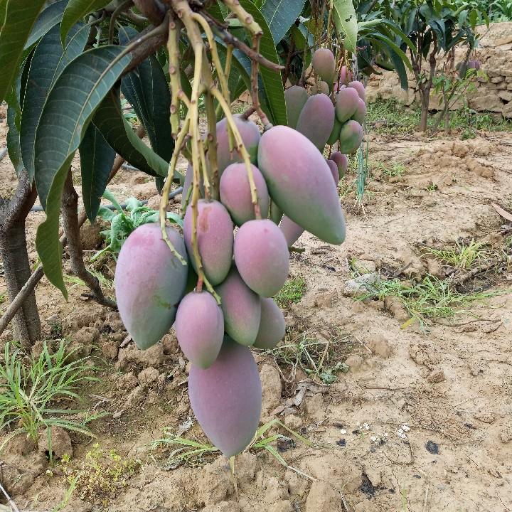 回忆