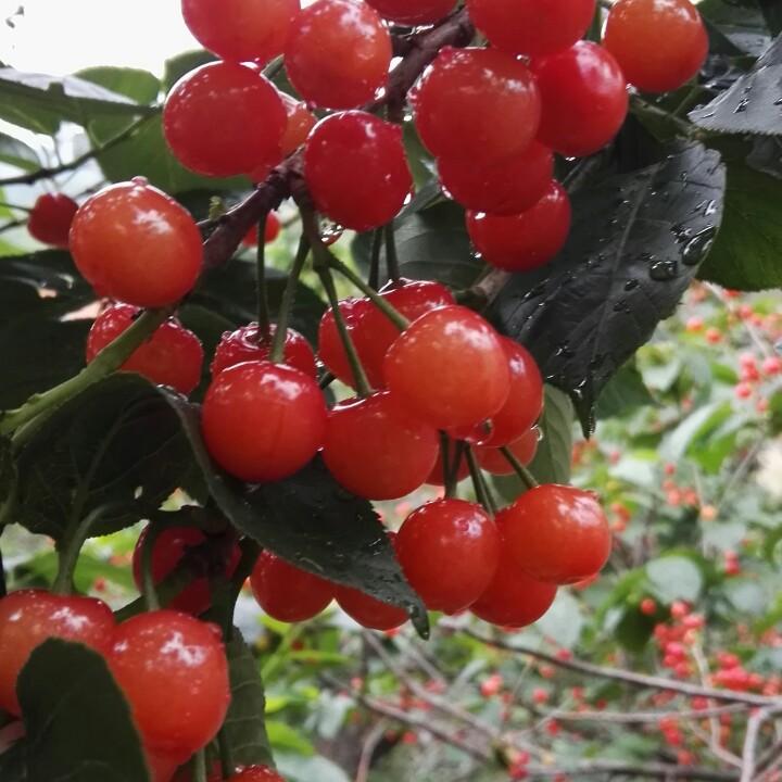 花语