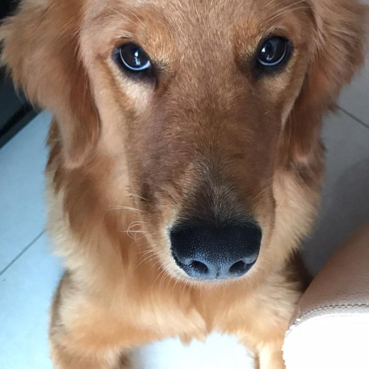 金毛lucky