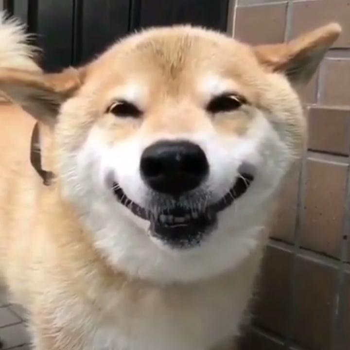 飘渺如风♥【萌宠趣事】