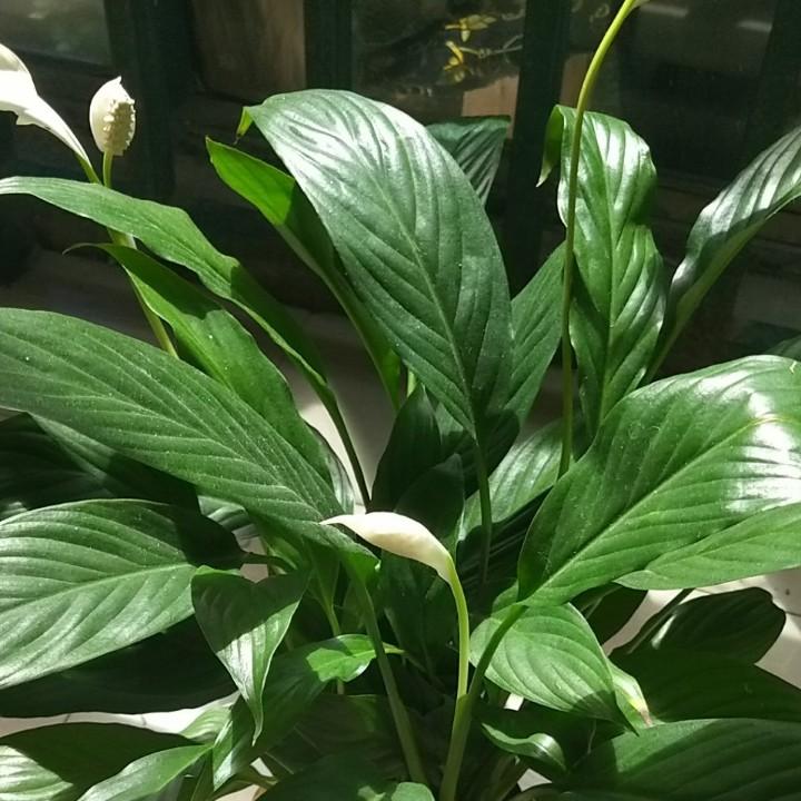老五