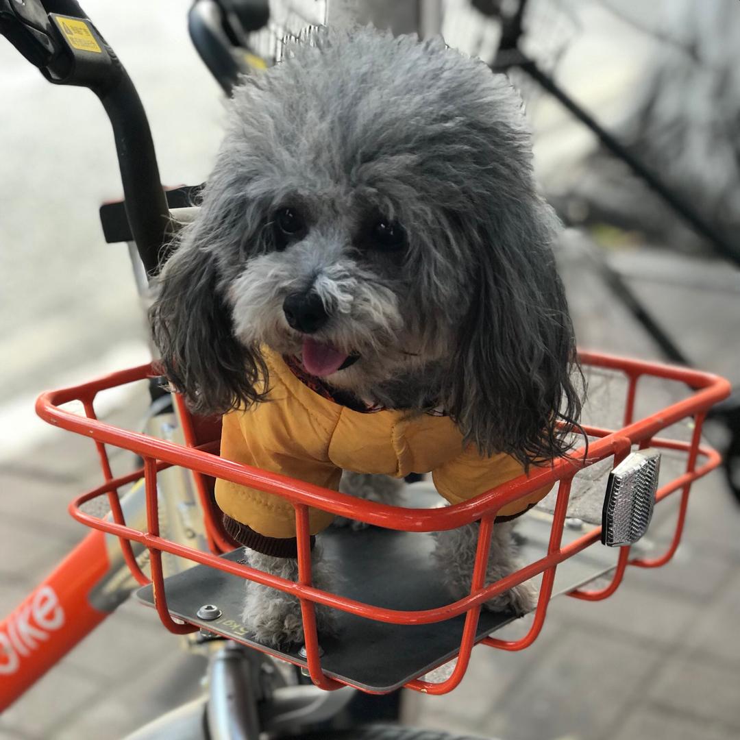 coco