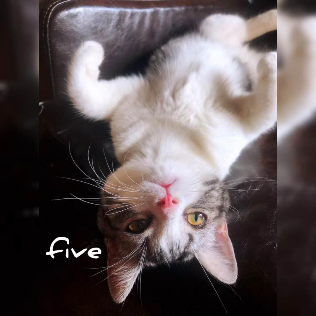 猫巷（临汾猫舍）