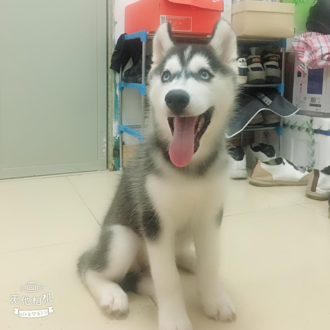 哈哈