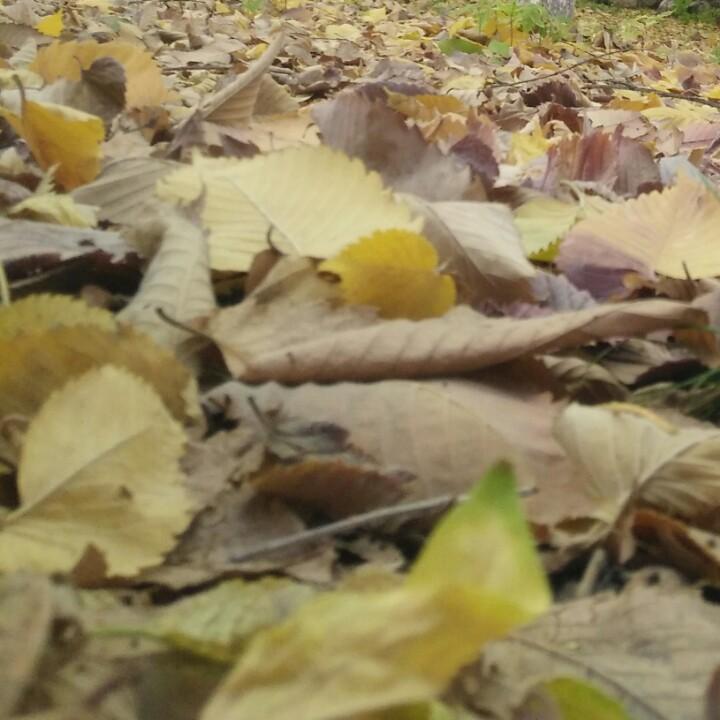 新疆小龙