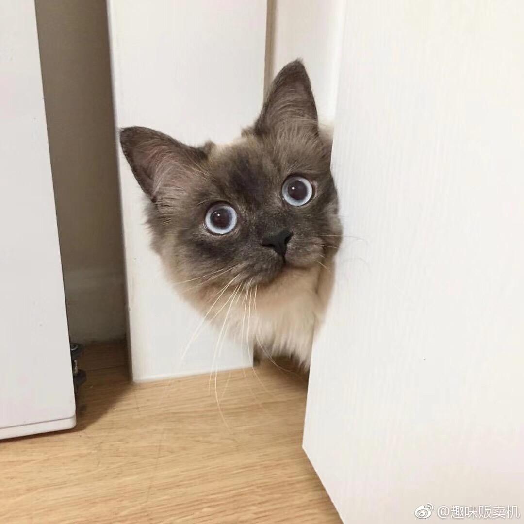 敢敢