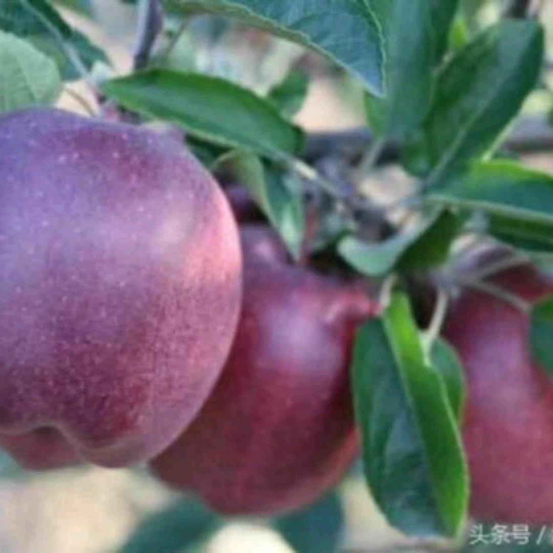 玲玲蔬菜水果超市