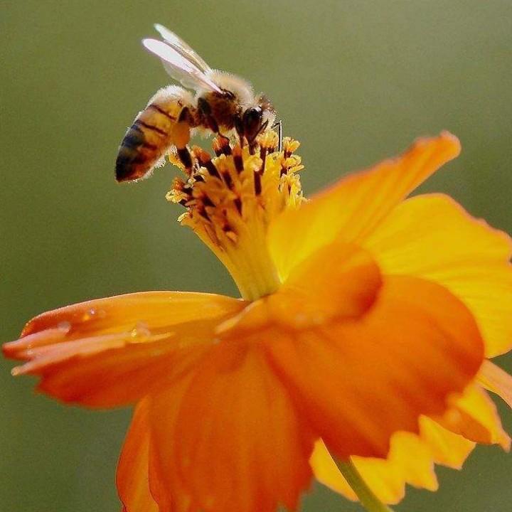 纯天然蜂蜜杨小八