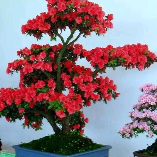 风雨过后是彩虹